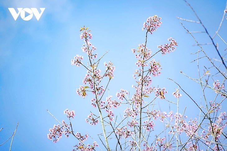 La flor que anuncia la primavera - ảnh 10