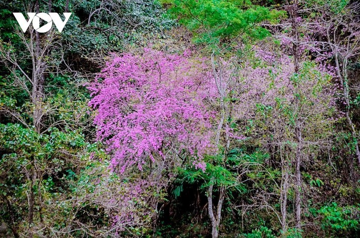 La flor que anuncia la primavera - ảnh 1