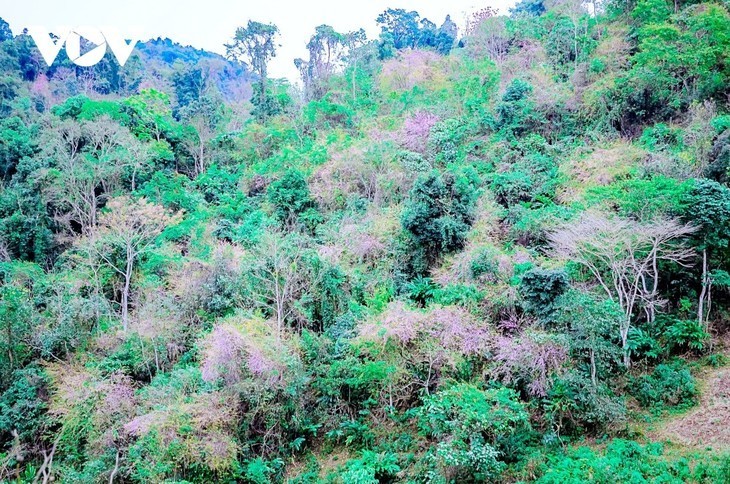 La flor que anuncia la primavera - ảnh 3