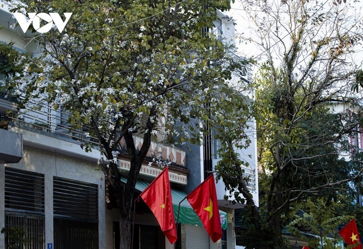 Dien Bien en la temporada de flores bauhinia  - ảnh 5