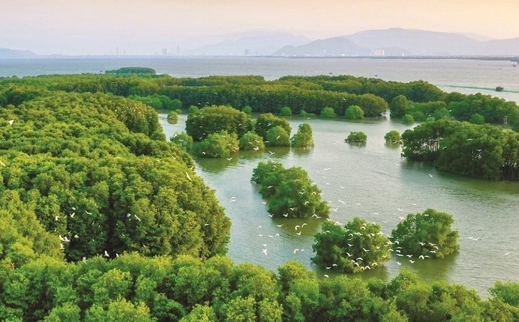 Zona ecológica de Con Chim: la joya verde de Binh Dinh  - ảnh 2