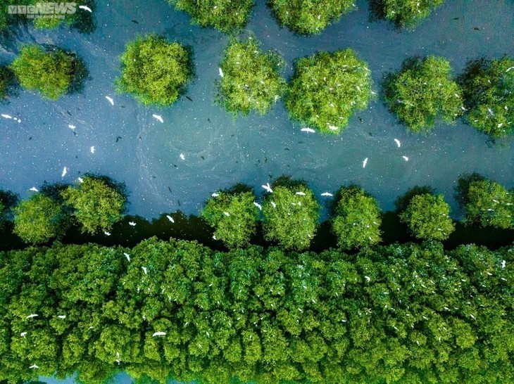 Zona ecológica de Con Chim: la joya verde de Binh Dinh  - ảnh 5