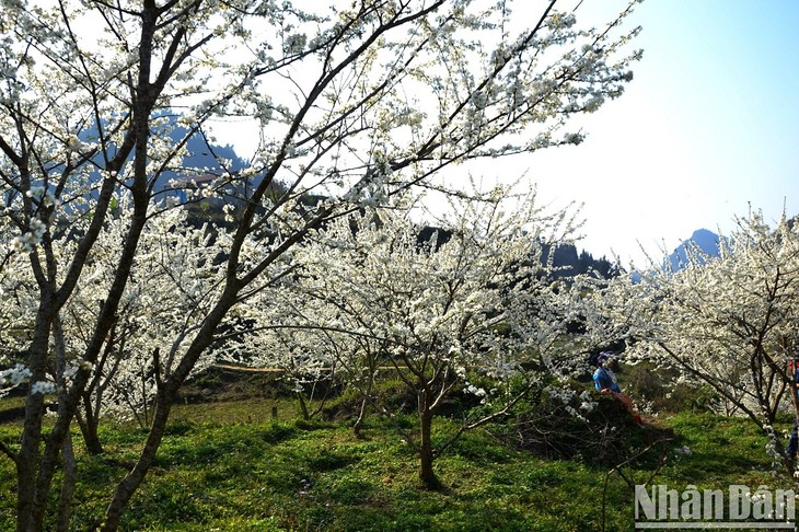 Recorrido por “meseta blanca” de Bac Ha - ảnh 1