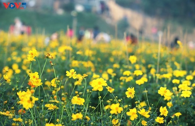 Miles de flores florecen bajo el emblemático puente Long Bien - ảnh 4