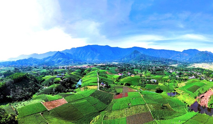 Contemplar las colinas de té más bonitas en Thai Nguyen - ảnh 1