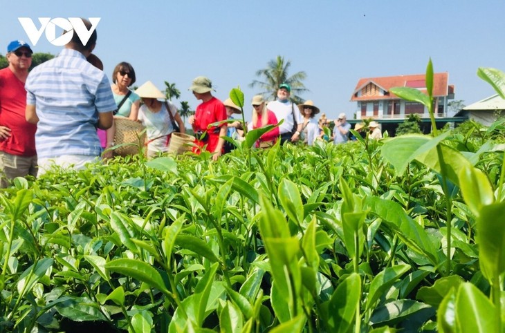 Contemplar las colinas de té más bonitas en Thai Nguyen - ảnh 2