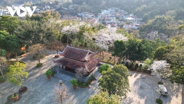 Las flores de Bauhinia cubren Son La con la llegada de la primavera al noroeste de Vietnam - ảnh 9