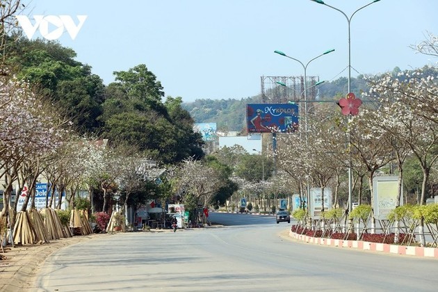 Las flores de Bauhinia cubren Son La con la llegada de la primavera al noroeste de Vietnam - ảnh 1