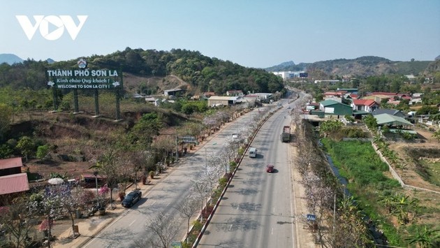 Las flores de Bauhinia cubren Son La con la llegada de la primavera al noroeste de Vietnam - ảnh 2