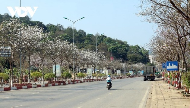 Las flores de Bauhinia cubren Son La con la llegada de la primavera al noroeste de Vietnam - ảnh 3