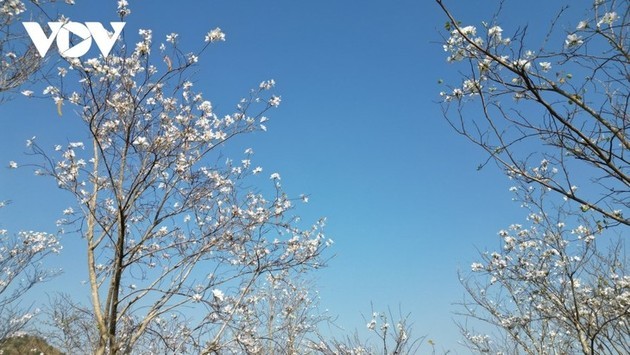 Las flores de Bauhinia cubren Son La con la llegada de la primavera al noroeste de Vietnam - ảnh 4