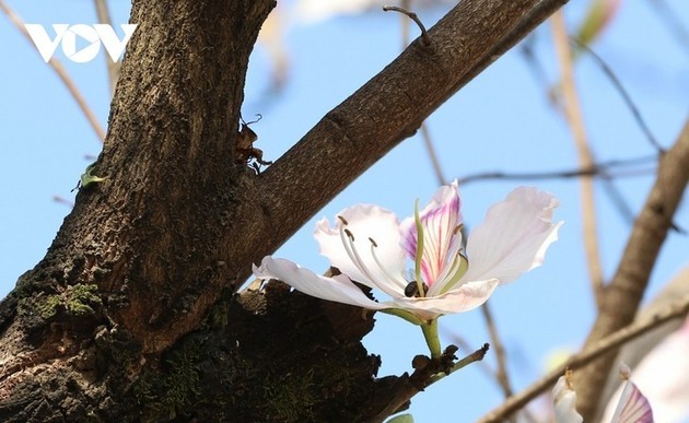 Las flores de Bauhinia cubren Son La con la llegada de la primavera al noroeste de Vietnam - ảnh 5