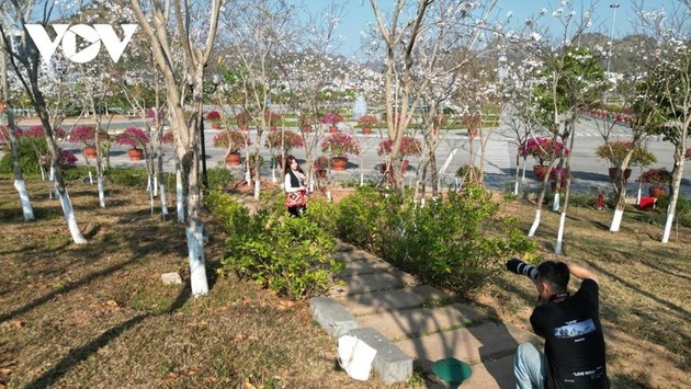 Las flores de Bauhinia cubren Son La con la llegada de la primavera al noroeste de Vietnam - ảnh 7