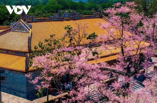 Parasol chino: la flor “real” que florece en Hue - ảnh 3