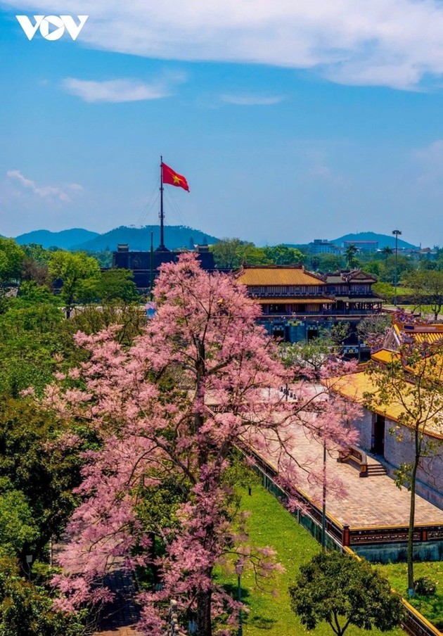 Parasol chino: la flor “real” que florece en Hue - ảnh 5