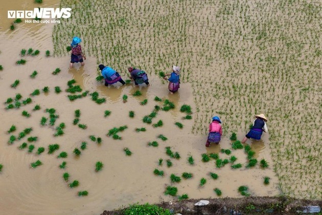 Terrazas de arroz anegadas de Bac Ha, un espectáculo digno de admirar  - ảnh 9