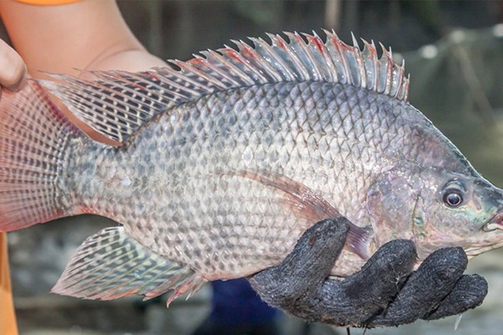 Vietnam realiza su primera exportación de tilapia a Brasil  - ảnh 1