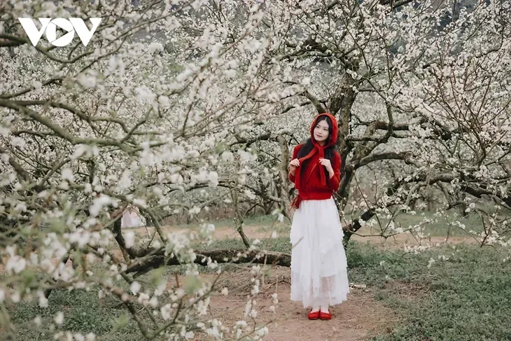 Los colores florales anuncian el invierno en la meseta de Moc Chau - ảnh 3