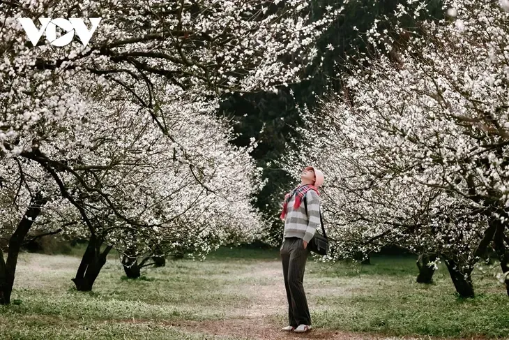 Los colores florales anuncian el invierno en la meseta de Moc Chau - ảnh 4