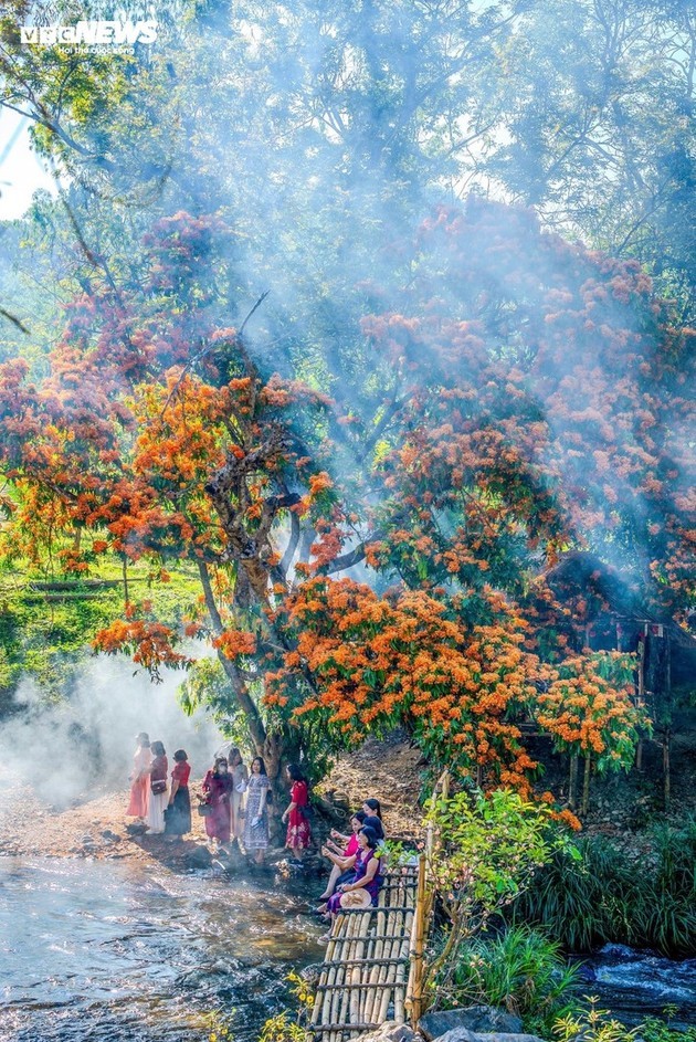 La ixora silvestre en plena floración: despierta la “musa” de las tierras altas de Gia Lai - ảnh 5