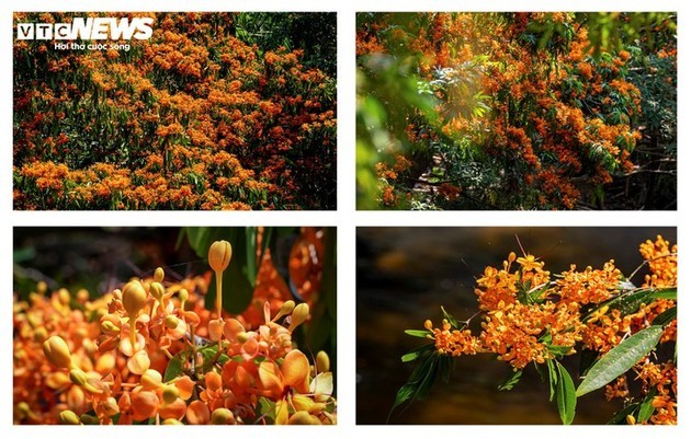 La ixora silvestre en plena floración: despierta la “musa” de las tierras altas de Gia Lai - ảnh 6
