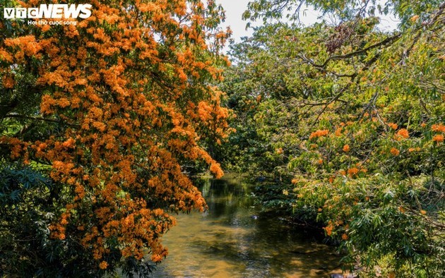 La ixora silvestre en plena floración: despierta la “musa” de las tierras altas de Gia Lai - ảnh 8