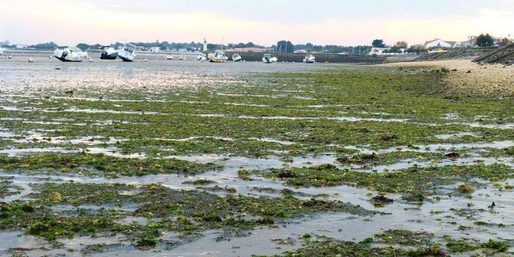 Climat et biodiversité : la France est dans le rouge selon un rapport officiel - ảnh 1