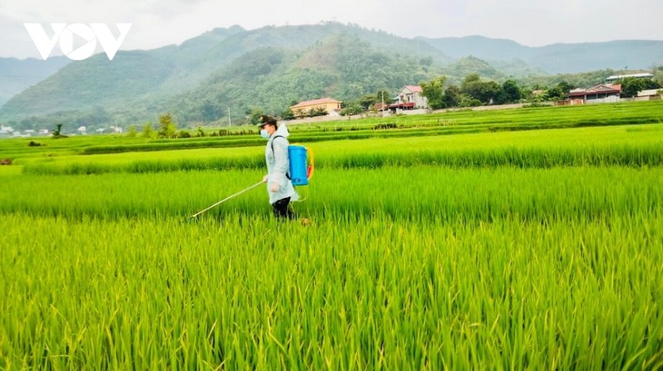 Bộ đội Sơn La giúp dân vùng dịch chăm sóc lúa - ảnh 2