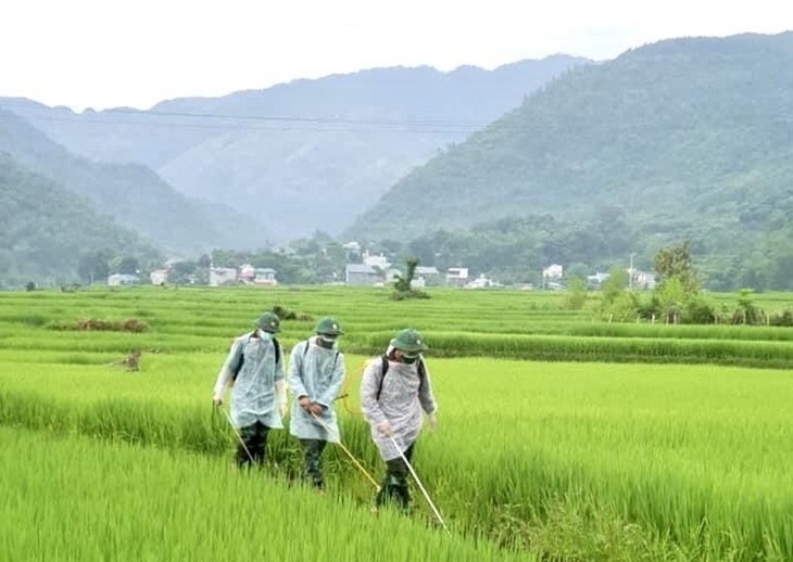 Bộ đội Sơn La giúp dân vùng dịch chăm sóc lúa - ảnh 1