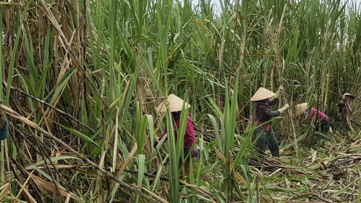 Une bonne récolte de cannes à sucre à Hâu Giang - ảnh 2