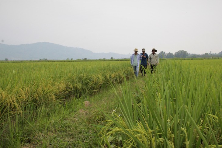 Dak Lak s’emploie à accroître la valeur de sa production agricole - ảnh 1