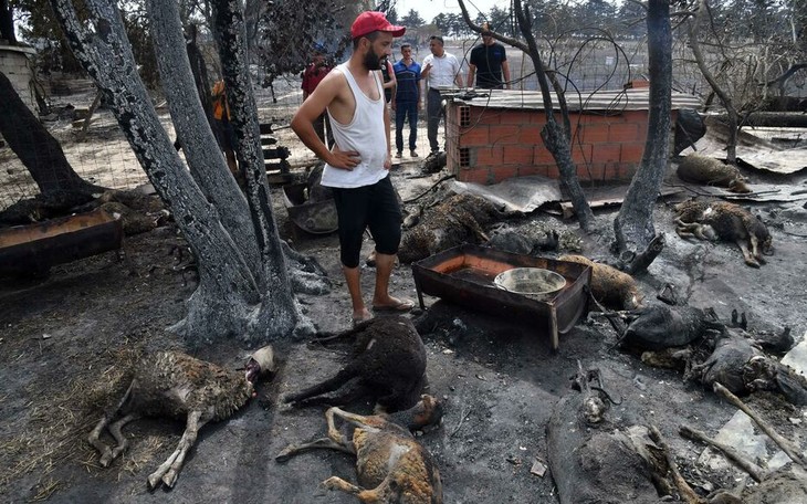 Algérie: au moins 43 morts et près de 200 blessés dans des incendies, selon un nouveau bilan - ảnh 1