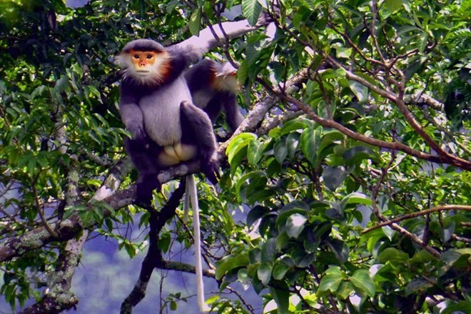 Le Vietnam est prêt à mobiliser toutes les ressources nécessaires pour mettre en œuvre sa stratégie nationale de biodiversité - ảnh 1