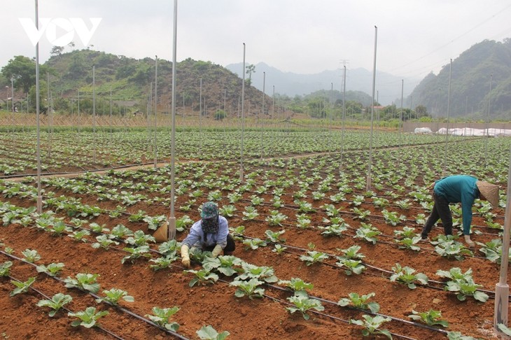 Son La: L'aspiration à devenir le pôle des hautes technologies agricoles du Nord-Ouest - ảnh 2