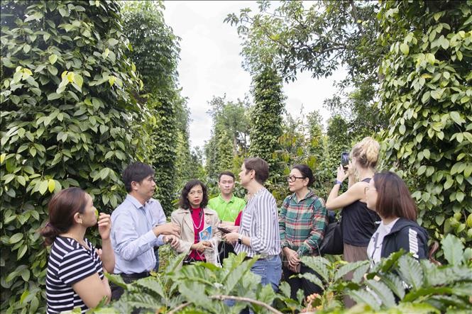 Promouvoir un développement durable de la filière poivre - ảnh 1