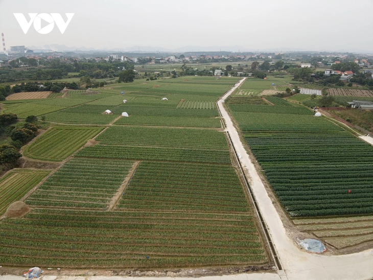 Le village horticole de Binh Khê à l’approche du Têt - ảnh 1