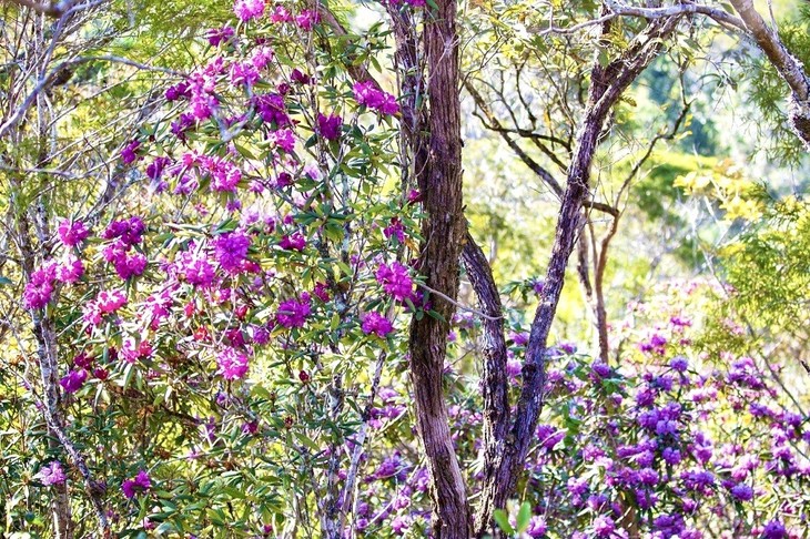 Vi Ro Ngheo: Un village ancien au cœur d'une forêt de fleurs - ảnh 2