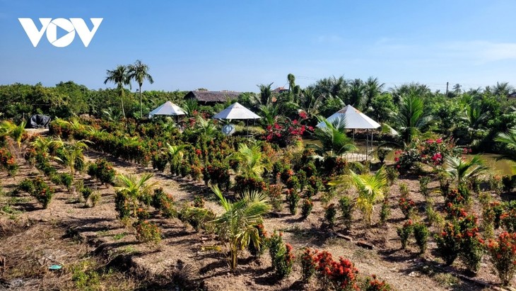 Le printemps arrive à la commune insulaire de Tam Hiêp - ảnh 1