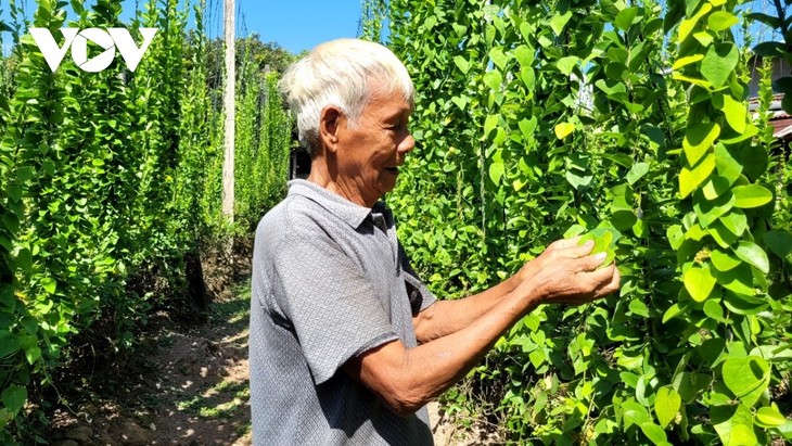 Le printemps arrive à la commune insulaire de Tam Hiêp - ảnh 2