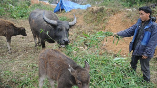 Life goes on in Sapa's chilly mountains  - ảnh 2