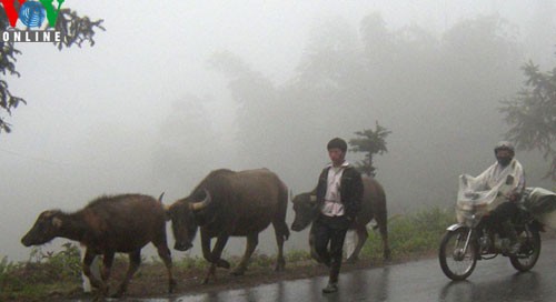 Life goes on in Sapa's chilly mountains  - ảnh 3