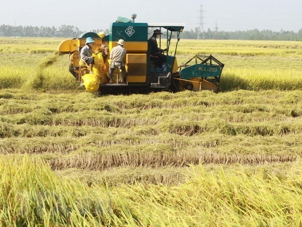 Vietnamese rice makes name in world market - ảnh 1