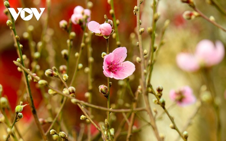 Bustling flower market ahead of Lunar New Year holiday - ảnh 11