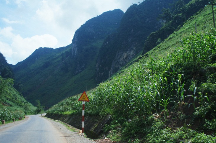 Dong Van corn fields dye rocky plateau green - ảnh 2