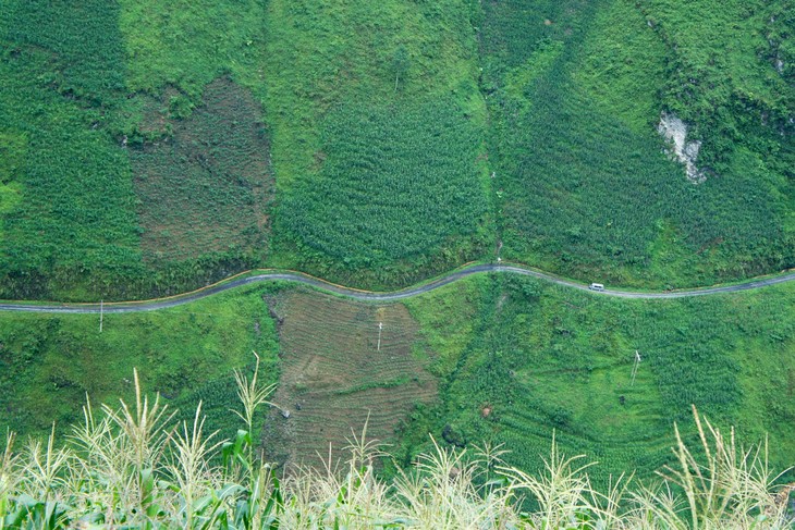 Dong Van corn fields dye rocky plateau green - ảnh 5