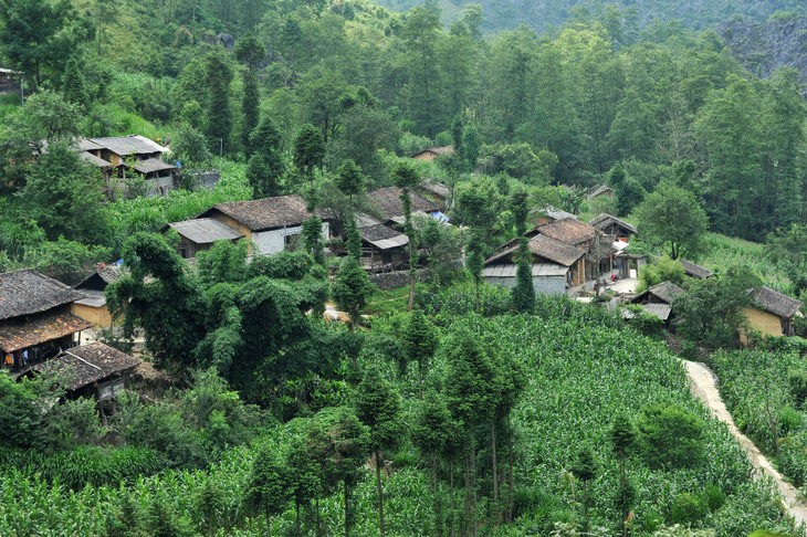 Dong Van corn fields dye rocky plateau green - ảnh 6