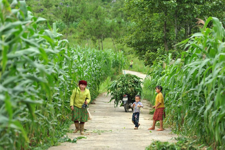 Dong Van corn fields dye rocky plateau green - ảnh 7