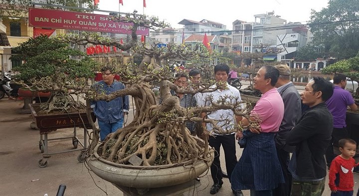 Triều Khúc, la passion des bonsaïs   - ảnh 4