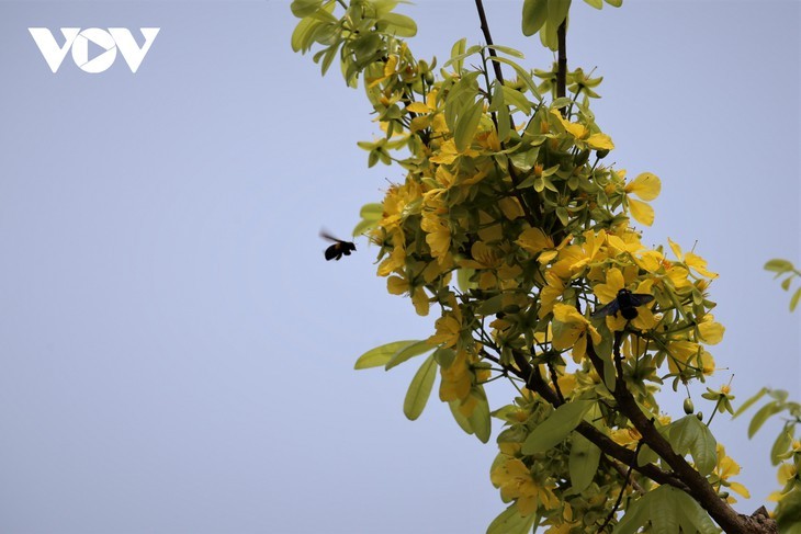 Yên Tu en pleine floraison des abricotiers  - ảnh 12