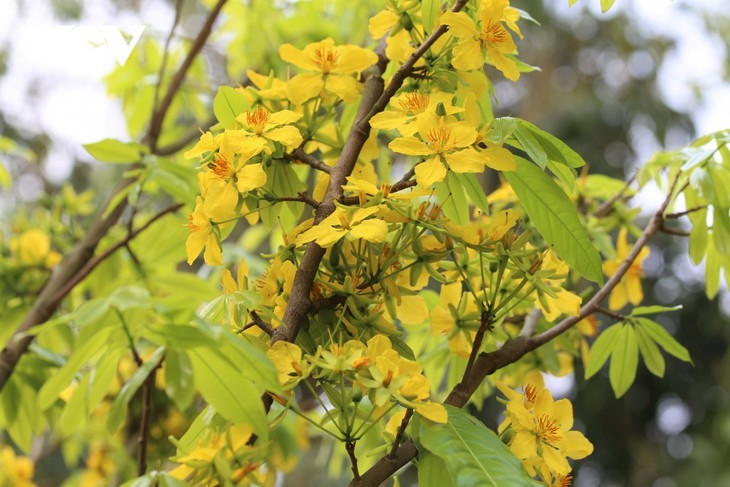 Yên Tu en pleine floraison des abricotiers  - ảnh 1